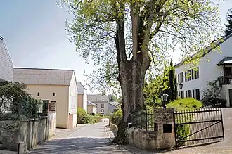 Eiche in der Ortsmitte