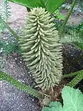 Blütenstand