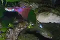 Guppys, links das Männchen, rechts das Weibchen, Zuchtform
