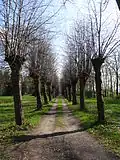 Lindenallee im Frühjahr