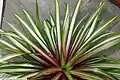 Es gibt auch panaschierte Sorten von Guzmania, hier ‘Marina’
