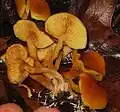 Samtschuppiger Tannen-Flämmling Gymnopilus sapineus