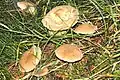 Unverschämter Rübling Gymnopus impudicus