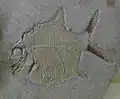Gyrodus hexagonus (Gyrodontidae)