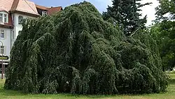 Naturdenkmal Hänge-Buche in Wittenberge