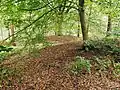 Zwei Hügelgräber im Wald mit 31 Grabhügeln