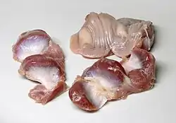Rohe Mägen vom Huhn (geöffnet, Innenwand entfernt)