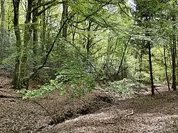 Hülsensiepen