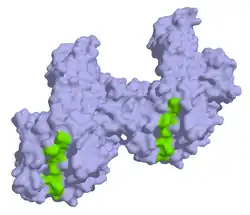 α-/β-Gliadin