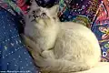 Heiliger Birma-Kater Blue-tabby-point