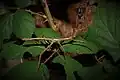 Adultes Männchen