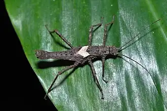 Haaniella parva, Männchen