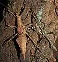Haaniella gintingi 'Sibayak', Pärchen