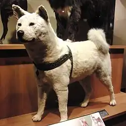 Dermoplastik von Hachikō im Nationalmuseum der Naturwissenschaften in Tokio