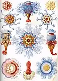 Bildtafel 17