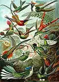 Kolibris