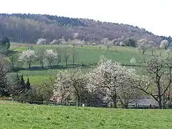 Kirschblüte im Hagener Forellental
