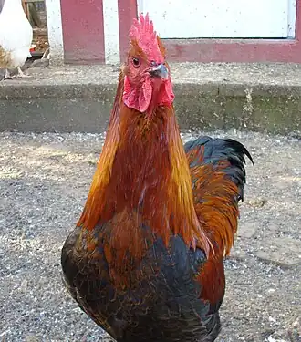 Deutsches Langschan