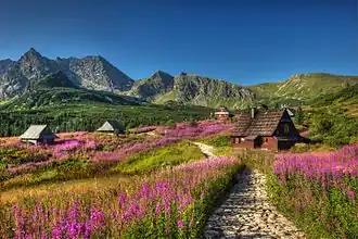 Dolina Gąsienicowa, Polen