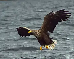 Seeadler