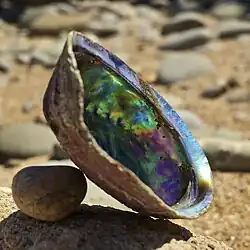 Schale einer marinen Schneckenart (Haliotis iris) der Seeohren