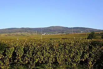 Blick von der B&nbsp;42 bei Oestrich nordwärts zur Hallgarter Zange (mittig) mit Nebengipfel des Ringwalls Hallgarter Zange (rechts), davor der Ortsrand von Hallgarten und Oestricher Weinbergslagen
