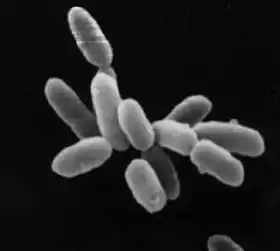 Archaea („Urbakterien“): Halobacterium (Methanobacteriota, früher „Euryarchaeota“)