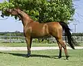 Quadratpferd (Araber/Stute)