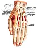 Sehnen der Hand