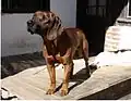 Hannoverscher Schweißhund