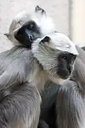Hanuman-Languren