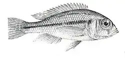 Haplochromis martini