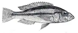 Haplochromis serranus