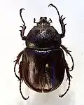 Haploscapanes barbarossa