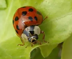 Asiatischer Harlekin-Marienkäfer Alien des Jahres 2021 in Österreich