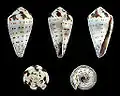Conus musicus