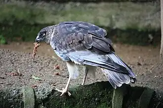Sumpfweihe