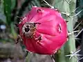 Frucht
