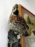 Haselwild (Präparat)