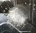 Gespinstsack eines Männchens