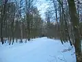 Hasseldieksdammer Gehölz + Julienluster Weg