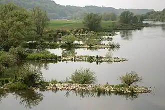 Buhnen auf der Südseite der Ruhr im NSG