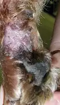 Hauttransplantation bei einem Hund (Meshgraft), drei Wochen nach der Operation