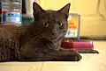 Havana-Katze