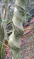 Wuchsform einer Hasel, während des Wachstums von Geißblatt umschlungen und so geformt