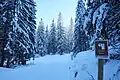 Wegweiser im Wald