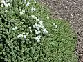 Veronica buchananii, Syn.: Hebe buchananii