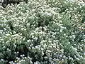 Veronica pinguifolia, Syn.: Hebe pinguifolia