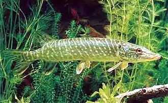 Hecht (Esox lucius)