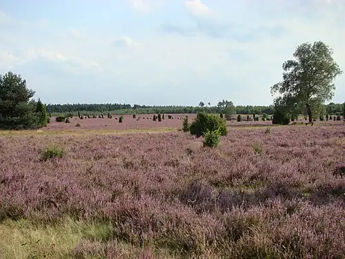Tiefental während der Heideblüte